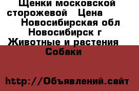 Щенки московской сторожевой › Цена ­ 10 000 - Новосибирская обл., Новосибирск г. Животные и растения » Собаки   